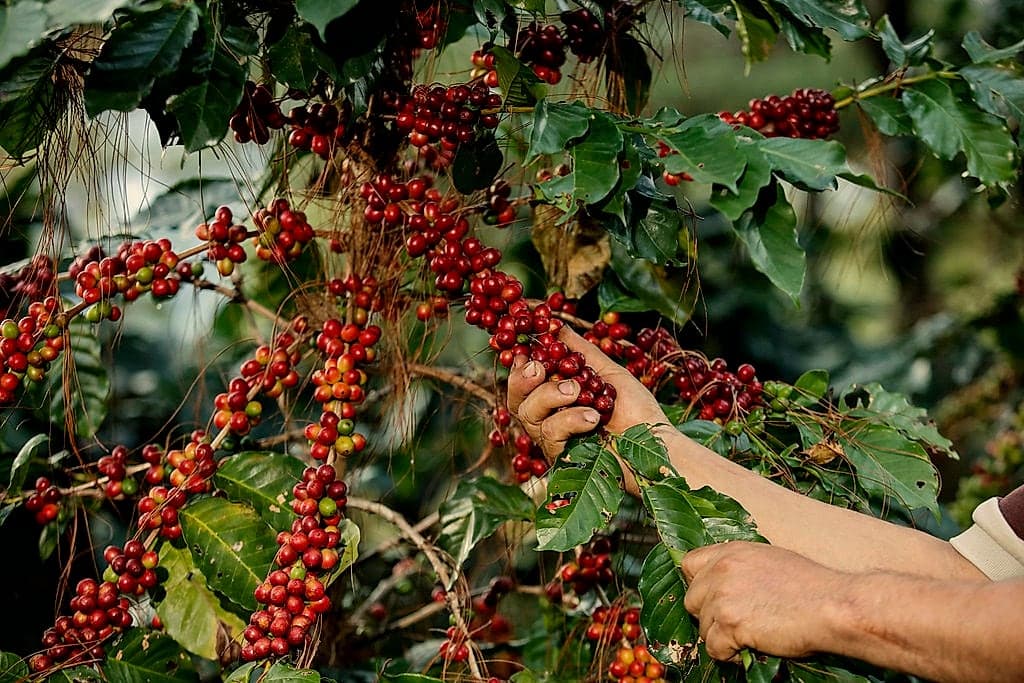 A hand picking ripe coffee cherries
