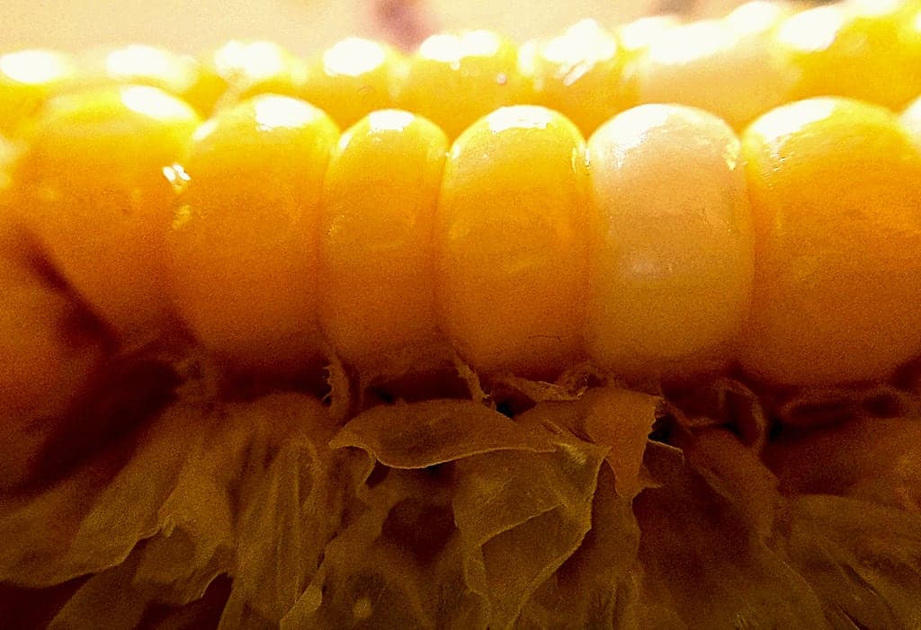 Maize kernels in close-up, lit gold.